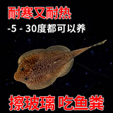 冷水清洁鱼贵州爬岩鳅双吸盘除藻清理残渣吃青苔不加温鱼缸清洁工 3-4cm贵州爬岩鳅2条 擦玻璃