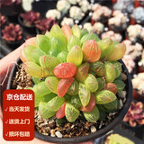 墨一（送货上门）玉露多肉植物带盆蓝镜玉露办公室桌面盆栽植物花卉 苏州玉露（9cm大颗） 带盆栽好