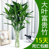 富贵竹水培植物盆栽水养客厅办公室绿色吸甲醛绿萝发财树花卉开花 富贵竹40-50厘米4棵+生根粉