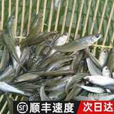 活体饲饵鱼麦穗鱼小鱼苗喂龙鱼罗汉鳄龟六角开口饲料鱼淡水鱼杂鱼 饲料鱼2-4厘米30条+15%防损
