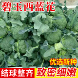 种菜记 西兰花种子青花菜早熟杂交种先正达曼陀绿碧玉西兰花绿菜花籽 碧玉西兰花600粒