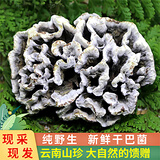 玉燕妃云南新鲜干巴菌野生菌菇干巴革菌马牙菌 营养丰富礼品 新鲜优级干巴菌 500g