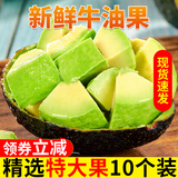 香果颜牛油果水果   新鲜应当季水果  送礼精选   精选大果10个装单果约190-220g