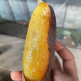 卉悦玛莎莉红薯红毛正宗板栗黄心东北辽宁康平地瓜甘芯新鲜蜜薯山芋 5斤精选中果（推荐烤） 2-7两（25年新薯）