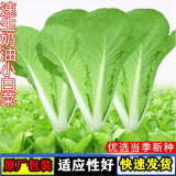 四季奶油小白菜农家庭院阳台露天绿色速生四季盆栽蔬菜种子 小白菜种子【1包 约1千粒】