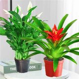 卉轩居白掌盆栽易活一帆风顺水培植物办公室内花卉绿植红掌水养四季开花 特级【白掌+鸿运当头】简易盆 含盆