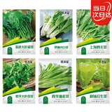花沃里6款蔬菜种子种苗大全 白菜生菜香菜鸡毛菜菠菜胡萝卜阳台盆栽种籽