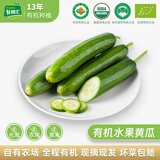 有机汇 有机水果黄瓜 生吃即食小黄瓜 轻食健康沙拉当季新鲜采摘小青瓜 250g