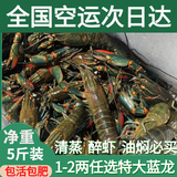 澳洲鲜活小龙虾超大特大淡水养殖清水蓝龙虾一两以上（干净免刷） 1两5斤装（一斤大概7-8只）