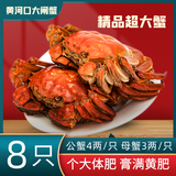 黄河口（HHK）【活蟹】黄河口大闸蟹礼盒4两公3两母源头直达死蟹包赔可发全母 8只