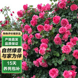 泰西丝爬藤月季花树苗阳台花卉庭院绿植四季浓香室内外蔷薇玫瑰源头直发