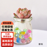 行湘水培多肉植物盆栽绿植 碧桃+迷你小布丁玻璃瓶+水培珠 源头直发