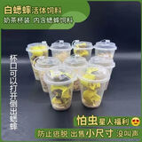 KERRY蟋蟀活体爬宠食物白蟋蟀蛐蛐蜥蜴守宫鬃狮蜘蛛蝎子粮食活食樱桃红 1-2cm50只奶茶杯装