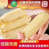 滇品客年货礼品农科院研制版纳花糯小玉米糯玉米即食早餐代餐轻即食玉米 更高品质】拇指玉米1000g*1箱