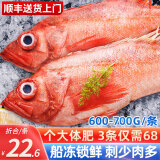 海皇湾红石斑鱼 冷冻整条深海大龙胆鱼富贵鱼海鲜水产 1.4-1.2斤/条【3条装】