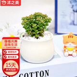 沭之美多肉植物肉肉室内桌面盆栽 小米星+小米缸陶瓷盆 源头直发
