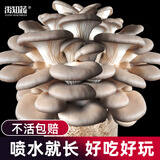 大禹蘑菇种植包玉米平菇芯菌包家庭种植香菇菌菇种子可食用菌种包菌棒 灰平菇小菌包1个约1斤多