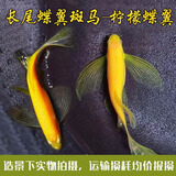卡奇鱼 斑马鱼 淡水鱼 观赏鱼 小型观赏鱼 热带鱼 蝶翼斑马荧光好养易活 柠檬蝶翼斑马2条（3-4cm）