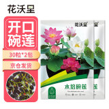 花沃里水培碗莲种子30粒*2 花卉种子荷花家庭盆栽鱼缸碗莲阳台办公庭院