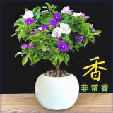 开花双色茉莉四季浓香型庭院花卉鸳鸯盆栽绿植净化茉莉花耐寒花卉 紫白双色【驱蚊虫】八年精品苗【买一发二棵】开花爆满