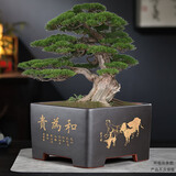 爵遇良品精品高档紫砂花盆四方盆景花盆方形老桩梅花松树盆罗汉松盆中国风 新款-和为贵-直筒四方(深黑色) 大