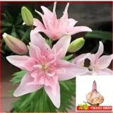 香水百合种球四季花卉好养易活盆栽室内花植物种球浓香百合花种球 亲密多头花包活包对版 百合种球一颗