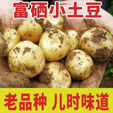 湖北恩施高山黄心小土豆新鲜洋芋9斤土豆马铃薯农家自留种马尔科 净重5斤 (乒乓球大小)