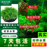 疯狂水草鱼缸水草造景植物直接入缸竹节草蜈蚣草浮萍懒人养鱼坨草莫斯牛毛 趴地矮珍珠坨草【自带水草泥】