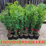 花幽谷丛生凤尾竹盆栽竹子庭院观赏植物微型盆景米竹苗室内阳台四季常青 一丛20棵 30-40cm高 不含盆