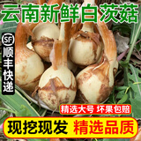 良知农哥 【顺丰可选】 云南新鲜大号白茨菇 茨菰慈姑 慈菇 慈菰 健康轻食 5斤大号丨顺丰冷链