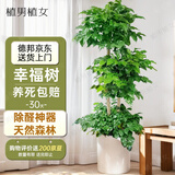 植男植女幸福树造型绿宝盆栽真绿植客厅室内大型绿植办公乔迁新居源头直发
