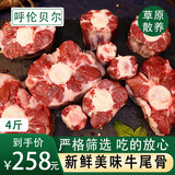 鲜羊官 新鲜牛尾骨 整根原切煲汤滋补 火锅食材 草饲牛肉 清真 牛尾骨2kg