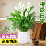 爱优尚白掌盆栽花卉植物室内防辐射净化空气开花桌面小植物源头直发