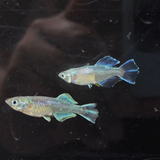 观背青鳉淡水冷水鱼古法养鱼魔法稻田广温鱼耐活易养无需打氧过滤 龙蓝2cm左右 4条