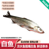 品鲜肴淡水鲜活大翘嘴鱼生态白鱼白刁鱼新鲜淡水鱼小刁子鱼翘嘴白鱼翘壳 新鲜白鱼2条（每条1.8-2斤）