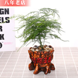 雅卉盆栽大文竹耐阴四季常青植物去客厅办公室内开业绿植大盆景 文竹+复古财源茂盛花盆