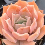 多肉组合盆栽阳台盆栽喜阳植物新手福利按图发货品种花卉好养 丽娜莲【8-9厘米】塑料盆栽好