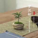 八芽海岛罗汉松指尖微型盆栽桌面小绿植迷你拇指好养植物源头直发包邮 凌云罗汉松 陶瓷盆-带盆栽好