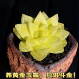 多肉组合盆栽阳台盆栽喜阳植物新手福利按图发货品种花卉好养 黄金玉露【5-6厘米】塑料盆栽好