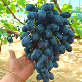 尔澜嫁接澳洲甜王葡萄树苗露天庭院阳台盆栽地栽南方北方水果树苗木