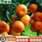 黛陌橘子苗砂糖橘子树苗金桔苗桔子苗粑粑柑橘苗蜜橘苗桔子树苗南北方 天香橘 4年苗2分枝以上