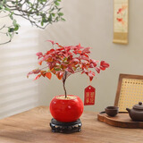 八芽南天竹盆栽室内桌面客厅喜庆好养花卉耐寒绿植年宵花过年送礼盆景 南天竹-红球盆-密胺托盘-吊牌-叶片春绿秋红
