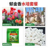 花翁进口郁金香种球花卉绿植盆栽 混色5颗+圆柱瓶+液+白石源头直发