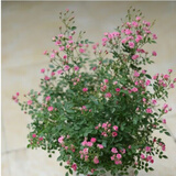 耐寒蔷薇花苗爬藤四季开花室内盆栽室外藤本月季玫瑰花卉易活植物 超微 灌木 精品花苗 不含盆