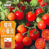 IDEAL理想农业 圣女果番茄种子水果西红柿种子樱桃小番茄种籽100粒*1包