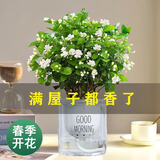 绿荫巷子茉莉花苗盆栽带花苞栀子花卉植物室内绿植浓香四季好养开花 【自吸盆】茉莉花
