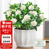 花翁栀子花盆栽四季开花卉大全树苗室内绿植好养易活茉莉花源头直发