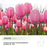 花翁进口郁金香种球土养花卉绿植室内盆栽 粉色印象-种球10颗源头直发
