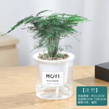 墨一文竹盆栽 盆景植物室内水培早安盆客厅桌面办公室绿植好养