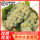 青樱红荔【顺丰直达】贵州水晶葡萄新鲜青葡萄农家时令孕妇水果绿提子端午 2斤装【实惠分享-狠划算】 (安全气柱包装-顺丰送货上门)
